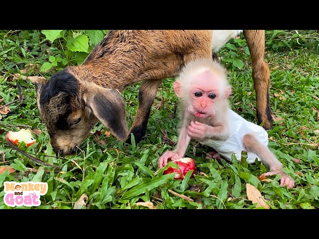 Goat take baby monkey to feed food