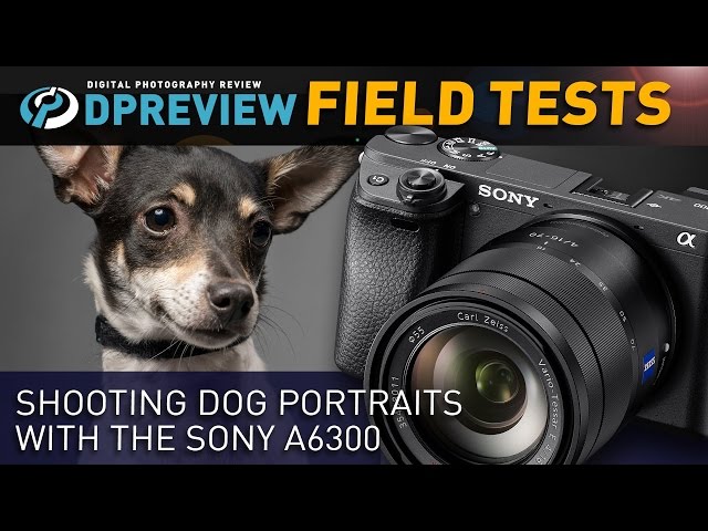 Shooting Dog Portraits with the Sony a6300