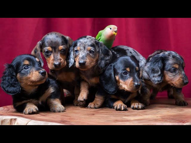 Hilarious and Adorable Dachshund Dog Compilation: 90 Moments of Laughter and Cuteness Re Upload