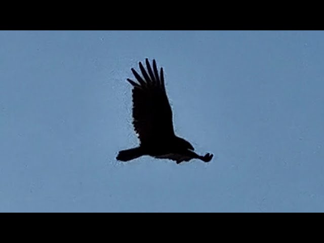 Eagle 🦅 Seagulls 🐦 Birds 🦅 Atlantic Ocean 🌊 Florida Life ☀️