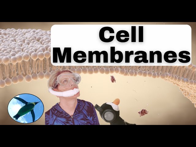 Cell Membranes EXPLAINED! 🐧