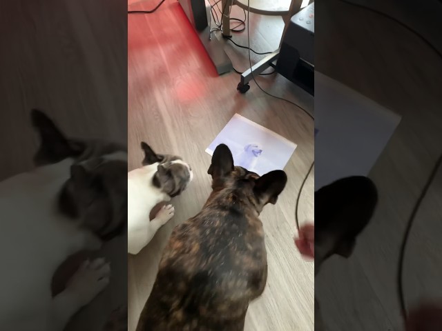 Frenchies going crazy over the printer #shorts #dog #dogs