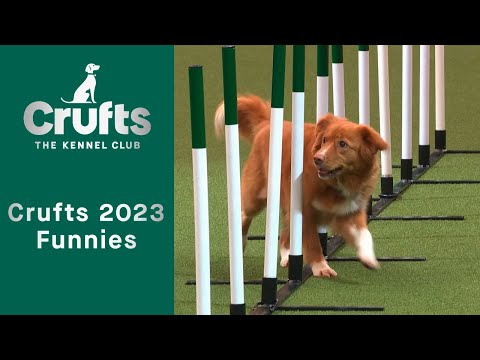 Highlights from Crufts 2023