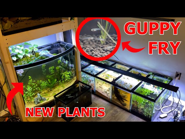 SETTING up more 10 Gallon Tanks, GUPPIES had BABIES! Unboxing New Plants from FATHER FISH!
