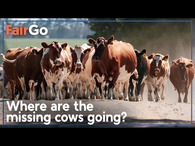 More cows in Taranaki farmer's care disappear | Fair Go