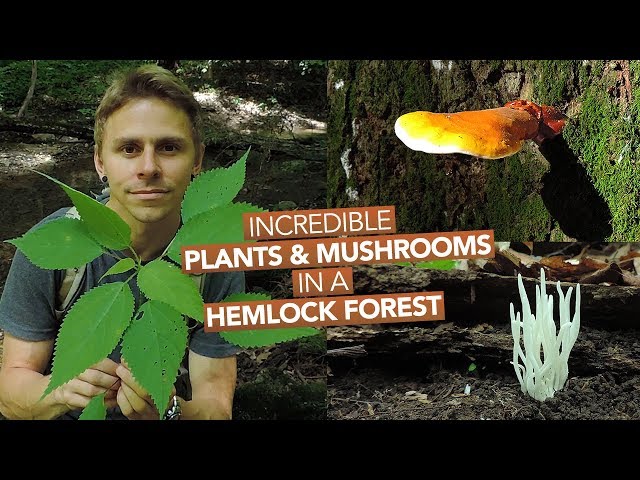 Incredible Plants & Mushrooms In A Hemlock Forest