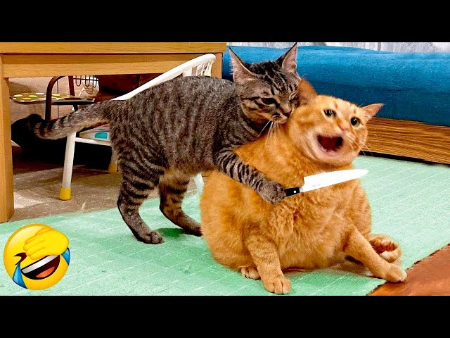 Best Funny Cats 😂 Funniest Animals #2