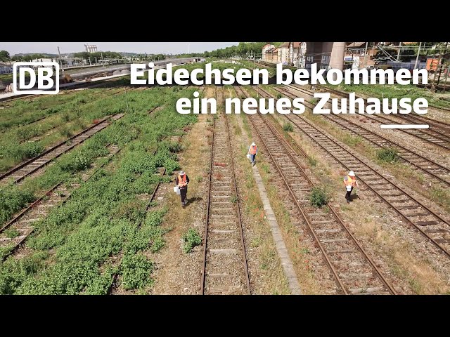 Stuttgart 21 and the lizards | Environmental protection at Deutsche Bahn