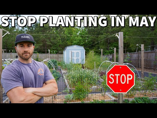 I'm Planting NO VEGGIES In May Right Now. Neither Should You!