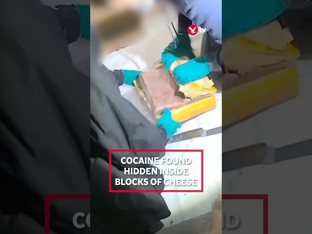 Moment police find cocaine stuffed inside cheese in £17.2m haul #shorts