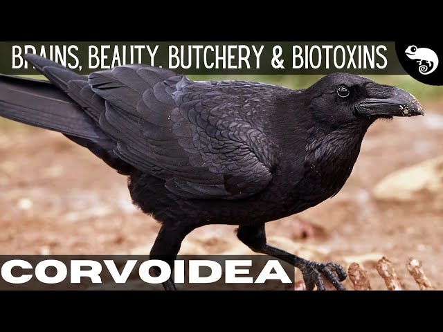Crows, Ravens, Magpies - Murder, Manipulation, & Poison