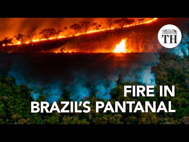 The world's largest tropical wetland is burning