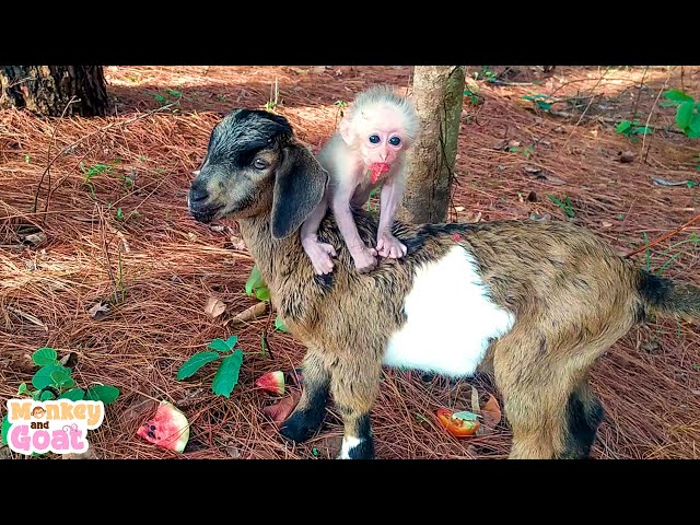 Goat takes baby monkey to find food