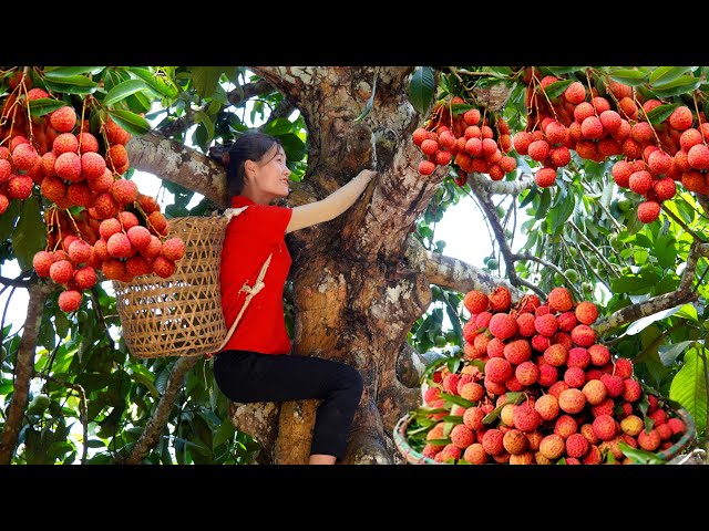 Harvesting LYCHEE - 2 year alone in the forest | Ella TV