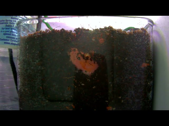 A Bean Germinating - Roots Growing from Seed - 12 Days in 12 Seconds - #timelapse