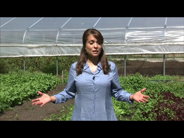 Growing Home organic Englewood farm