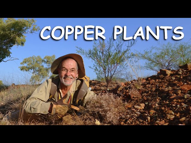 Copper Indicator Plants