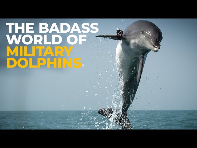 How Dolphins Protect the U.S. Navy