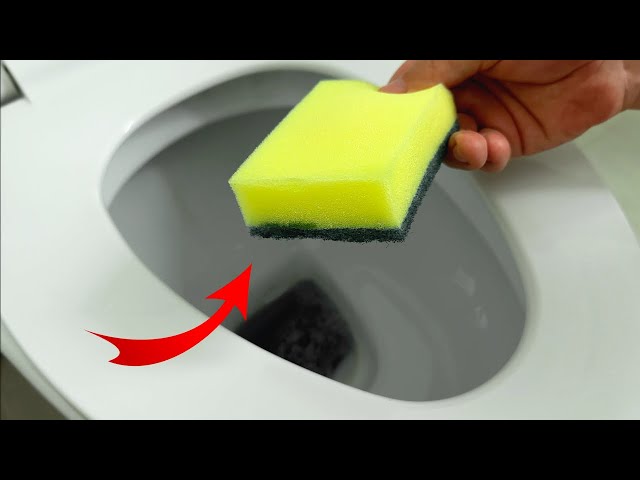 Plumber Just put a sponge in the toilet! I'm happy with this advice