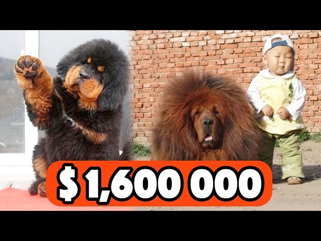 THE MOST EXPENSIVE PETS In The World