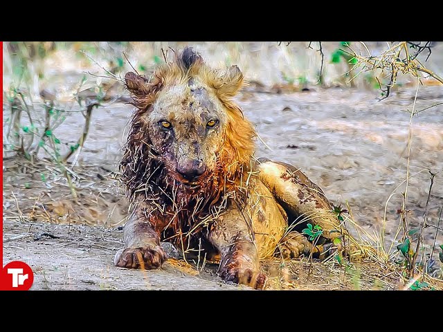 This Is the Most Suffering Lion Ever