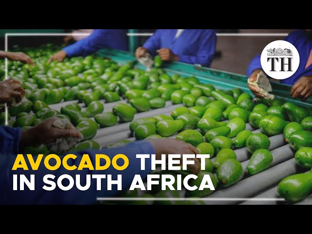 South Africa's theft ridden avocado industry