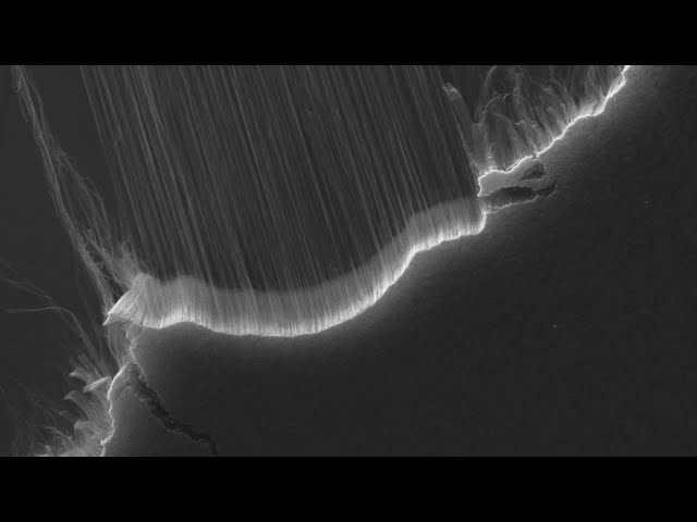 Electron microscope animation: Carbon nanotubes pulled into thread