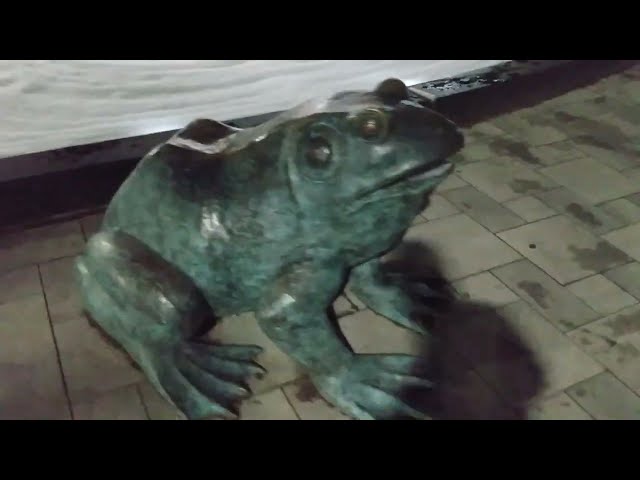 This is #hilarious..LOOK at these #frogs!