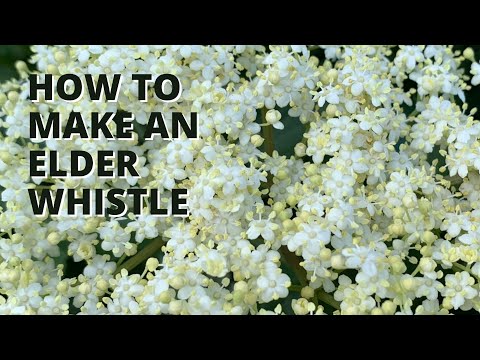 How to Make an Elder Wood Whistle
