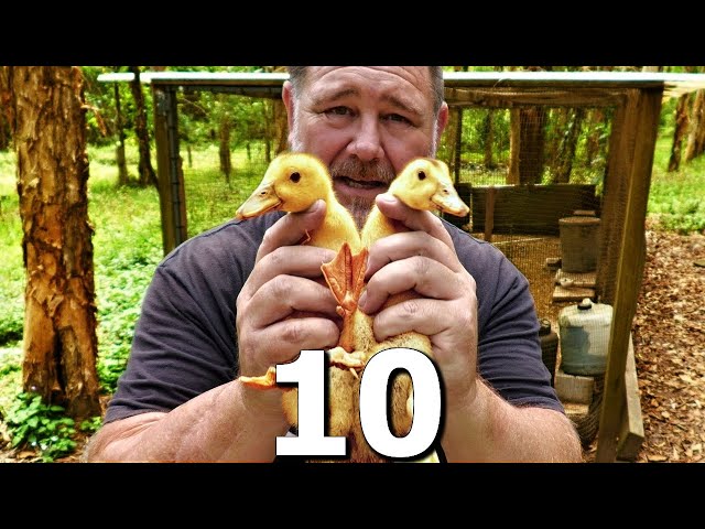 10 Reasons Why NOT to Keep Ducks?