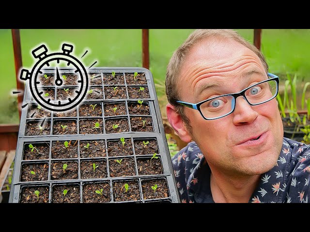 The Secret to Healthy Seedlings 🌱 How to Transplant Them