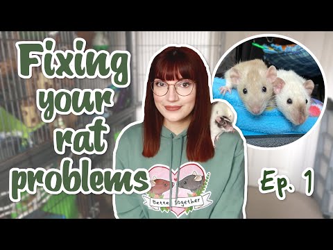 Fixing your rat problems