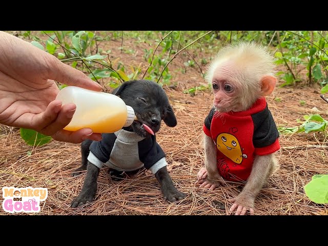 Teach baby monkey and puppies how to drink milk from bottle