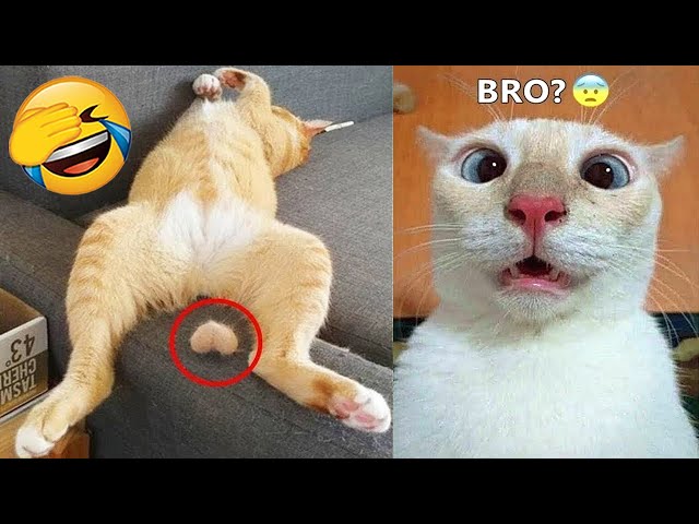New Funny Videos 2024 😍 Cutest Cats and Dogs 🐱🐶 Part 75