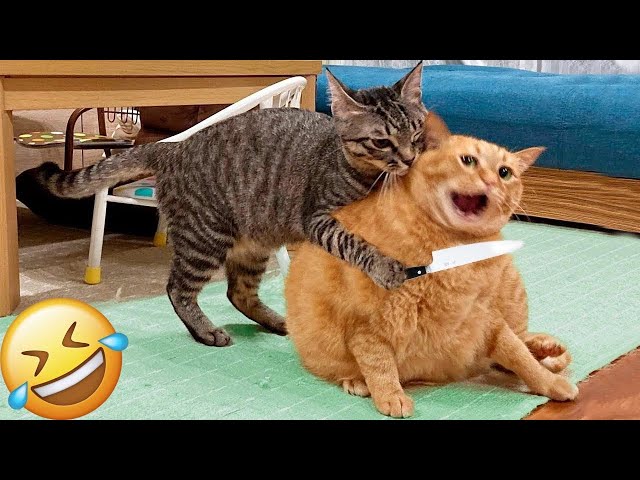 Try Not To Laugh 😆 Funniest Cats and Dogs 2024 😹🐶 Part 4