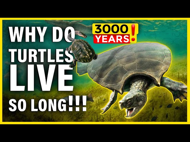 Why Do Turtles Live So Long?  Is it because of their diet?
