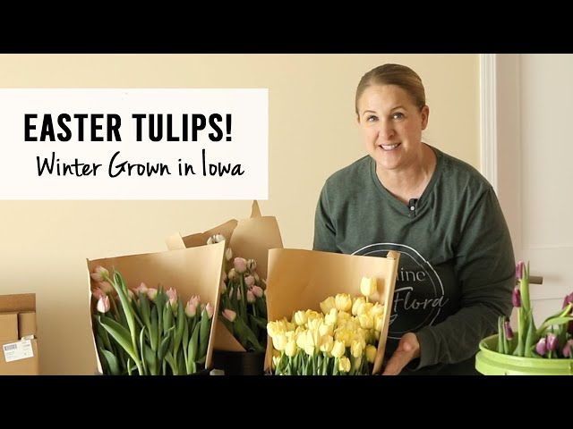 Winter Grown Tulips for Easter!  Iowa Cut Flower Farm : Sunshine and Flora