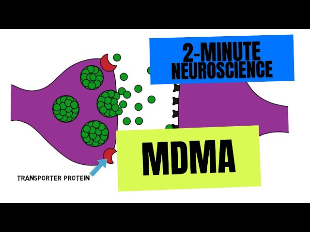 2-Minute Neuroscience: MDMA