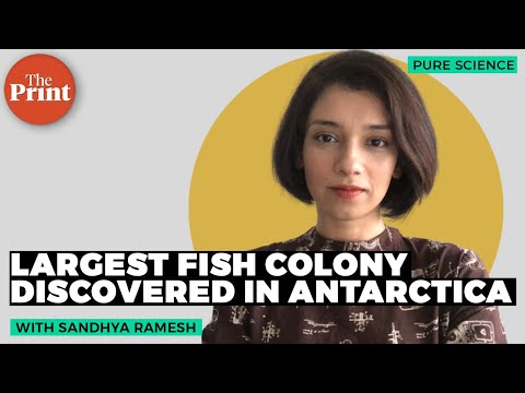 Largest fish colony with 60 million nests discovered under the Antarctic