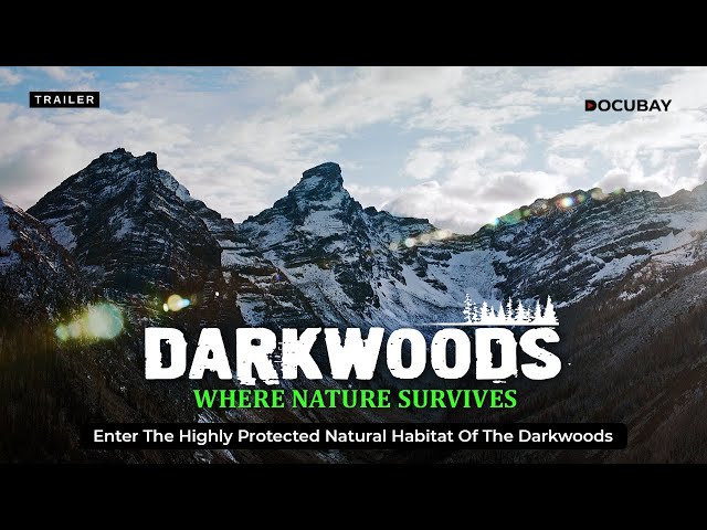 A Secret Forest Abundant in Canada with Wildlife! | Darkwoods Where Nature Survives