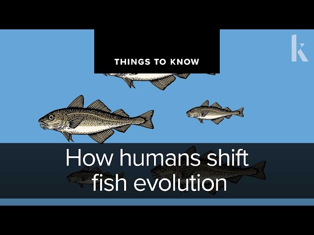 How humans shift fish evolution | Things to Know