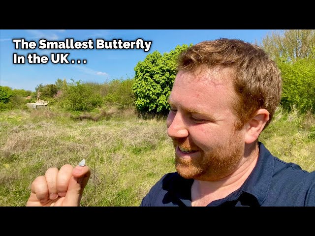 The Smallest Butterfly in The UK - The Small Blue