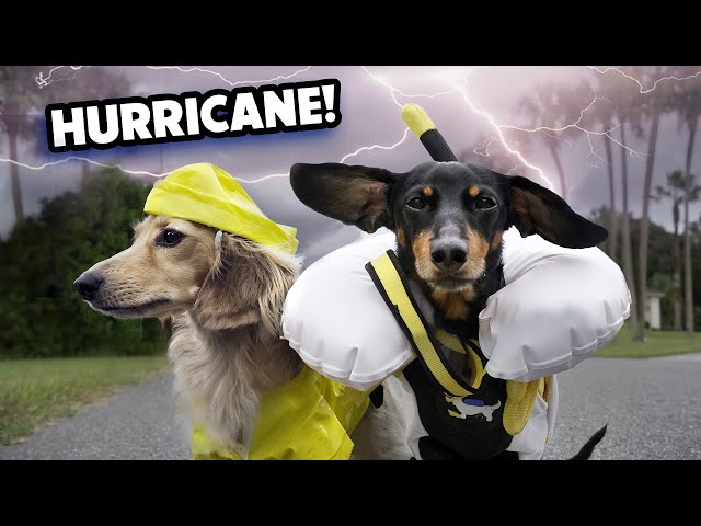 HURRICANE DOGS - Wiener Dogs Prepare for a Storm!