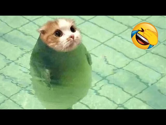 Ultimate Funny Cats and Dogs 😻🐶 Funniest Animals 2024 😂 Part 11