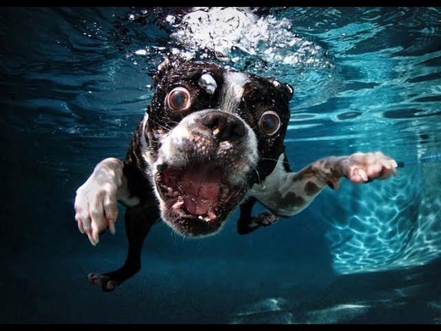 Funny Dogs Jumping And Having Fun In Water - Try Not To Laugh!