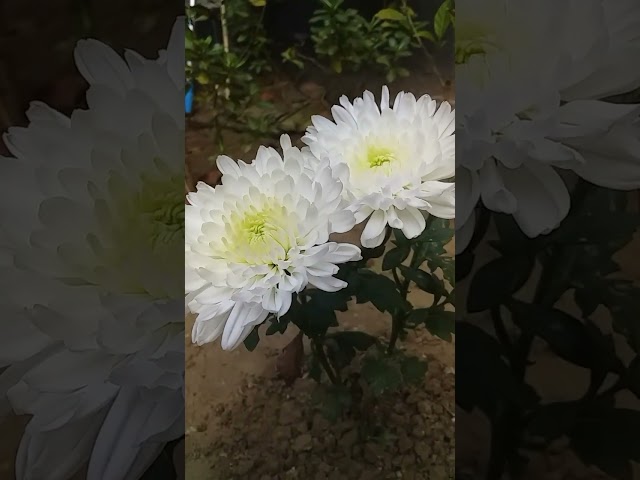 Beautiful 😍 white and yellow chrysanthemum flower in my garden.