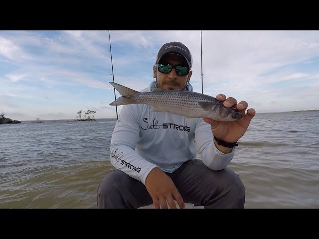 Cut Bait Tips For Catching Redfish