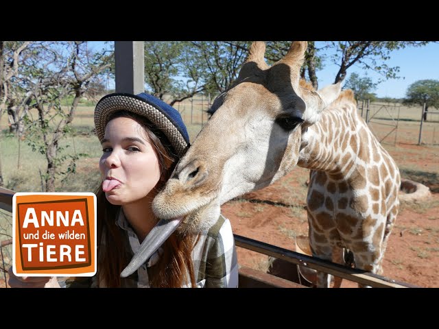 Die Zunge der Giraffe | Reportage für Kinder | Anna und die wilden Tiere