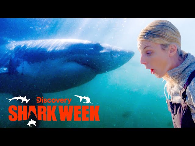 Legendary Great White Shark Comes out of Hiding | Shark Week