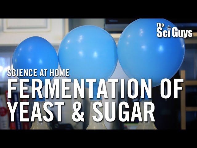 Fermentation of Yeast & Sugar - The Sci Guys: Science at Home